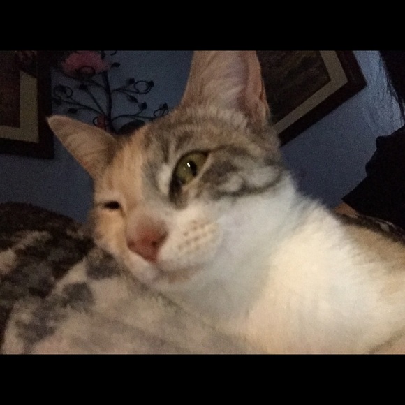 Meet your Posher, Rayanne - Picture 1 of 1